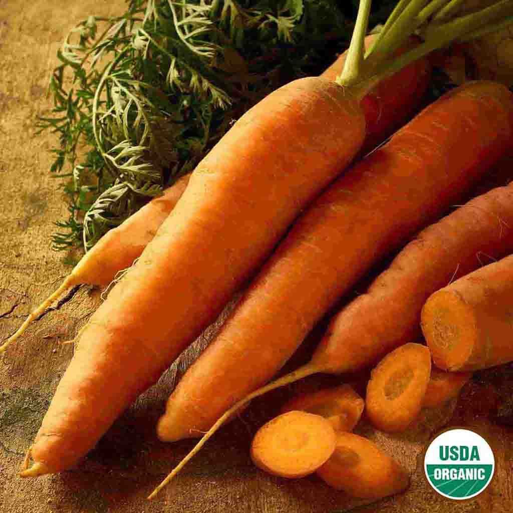 Organic Nantes Carrots seeds fully grown, matured and freshly harvested from Ferry Morse Home gardening. Picture of delicious looking orange carrots with healthy green stems laying on a table.